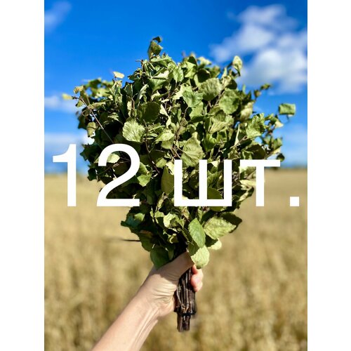 ������ ������ ����� ��������� ��� ���� 12 ��. ����