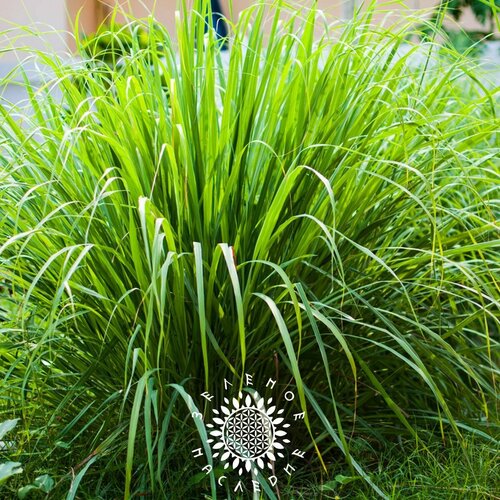 ������ ������ ������ �������� �����, ����������, �������� ����� (���. Cymbopogon flexuosus) 10�� ����