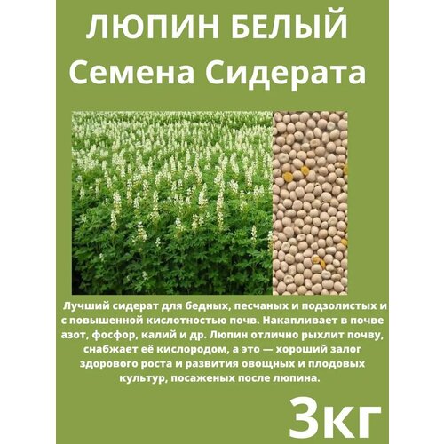 ������ ������ ������ �������� ����� ����� 3 �� ����