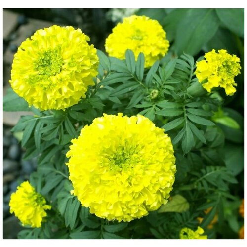 ������ ������ �������� (������� ������������) ���� �������� , 5 ����� ����