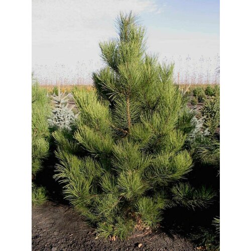 ������ ������ ������ ����� ������ �������� (Pinus scopulorum), 10 ���� ����