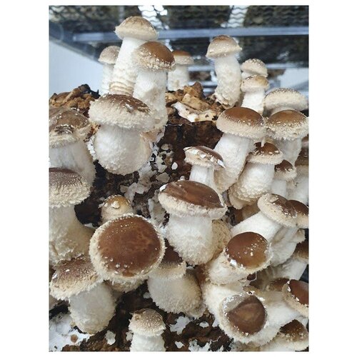 ������ ������ �������� �������� ������� ����