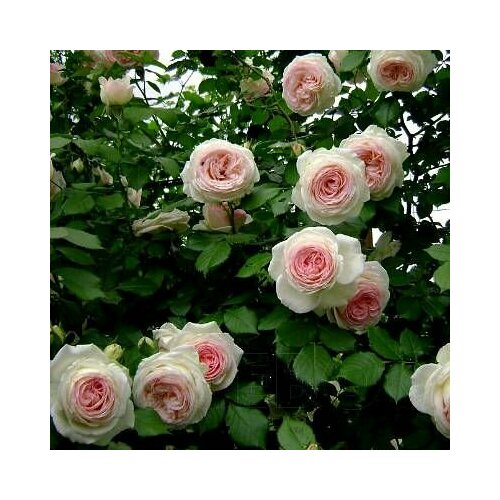 ������ ������ ���� ��������� ���� �� ������ 2�� ����