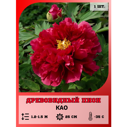 ������ ������ ���� ����������� ���, ������� 1 ����� ����