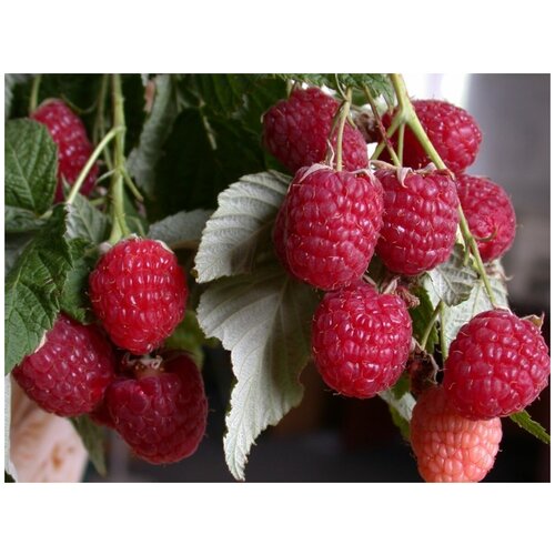 ������ ������ ����� - 2�� ������ ������������ �������. �������. ����