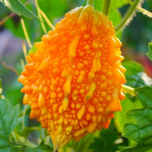 ������ ������ ��������� ��������, ������, 5 �� ����