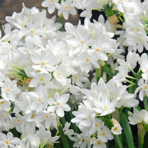 ������ ������ �������� ������, bulbs servise, ������� ����� ���� ( 5 ���� ) ����