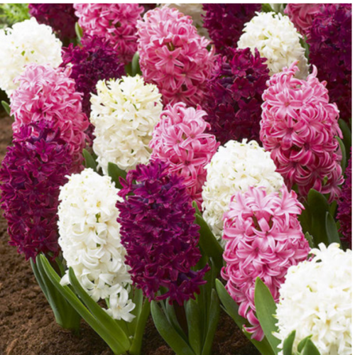 ������ ������ �������� PINK AND WHITE MIX (5 �������) ����