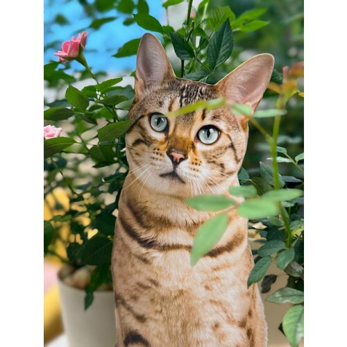 ������ ������ ����� �� ������� ��� ����, ���� 