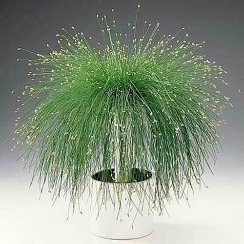 ������ ������ ����� ��������, Scirpus cernuus, ���������, ������ ����