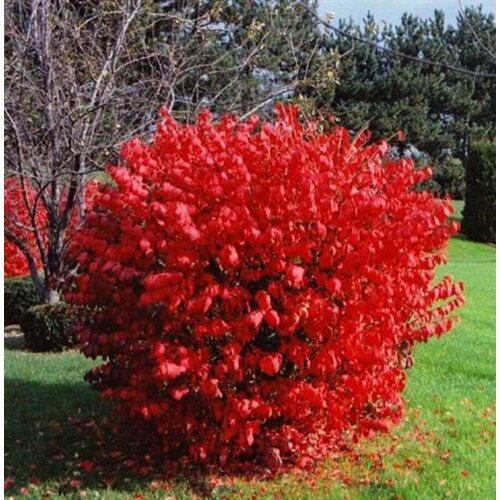 ������ ������ ������� ��������� �������� ����� ��� ( 2 ���� , �2 , 10-20 �� ) ����