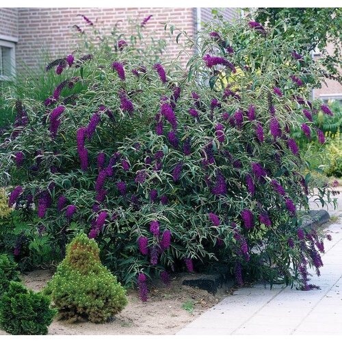 ������ ������ ������� (������� ������) ������ Black Knight, �������, P9 (0,5 �����), ��� - ���������� ���������� ����