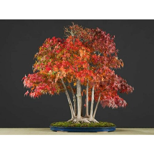 ������ ������ ���� ������� ������ ������ ����