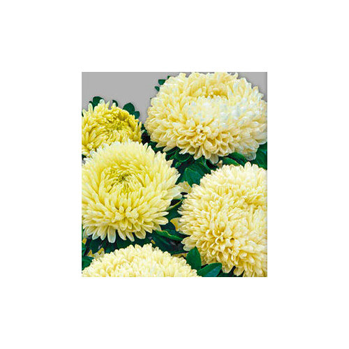 ������ ������ ������ ����� ����� Ƹ���� (0,1 ��.) ����