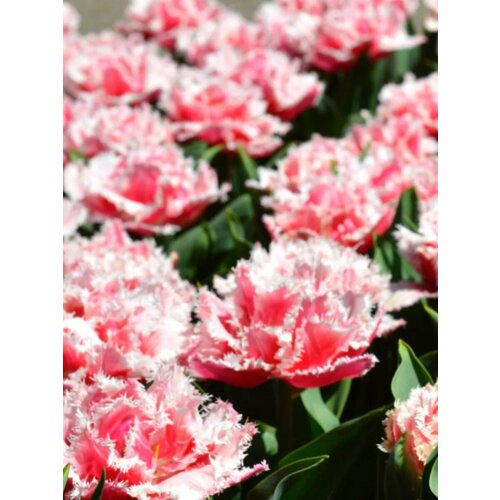 ������ ������ �������� ������� ��������� - 10 ��. ����