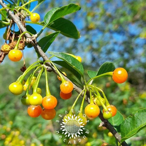 ������ ������ ������ �������� (���. Vassobia breviflora) 10�� �� Green Legacy ����