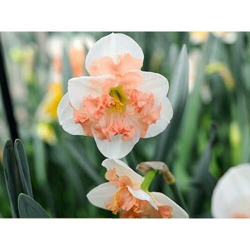 ������ ������ ������� �����-������ ���� ������ (5 ����) / ���������� ����� ����