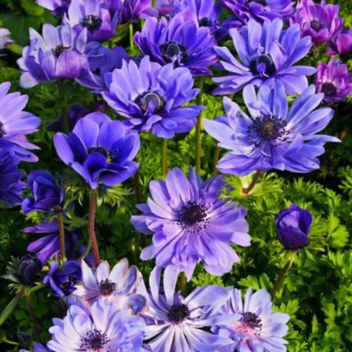 ������ ������ ������� LORD LIETENANT (10 �������) ����