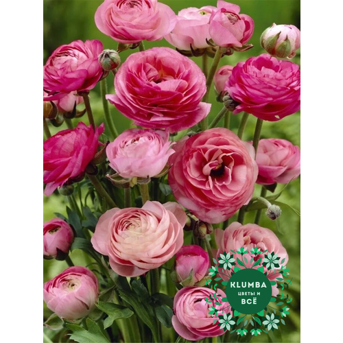 ������ ������ ����������/����� PINK, ������, (10 ����), �������, ������ 5-6 ����