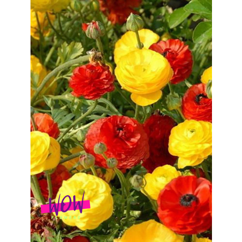 ������ ������ �������� ������, WOW FLOWERS, ����������� ������-������ ���� (10 ����) ����