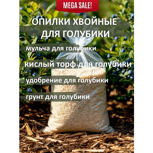 ������ ������ ������ ������� ��� �������� ���-����, ��� ���� � �������, 1�� ����