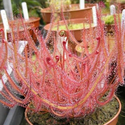 ������ ������ ������ ��������� ������� ������ 5 ��, Drosera Binata, ������� ������ ��������, ��������� ��� ����