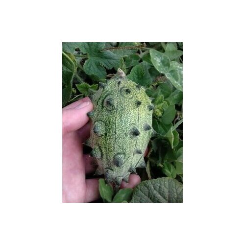 ������ ������ ������ �������� ������ ������� ������, 8 ��. ����