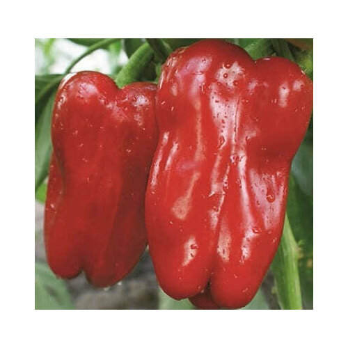 ������ ������ ������������� ������ ����� �������� F1 ����� ����� ����