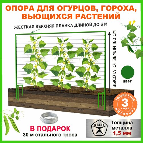 ������ ������ �����, ������� ������� ����