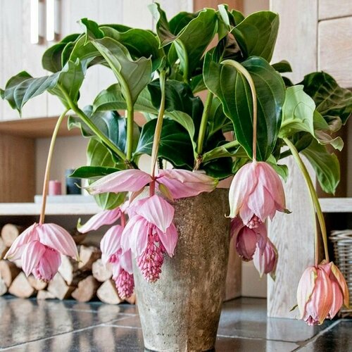 ������ ������ ��������� ���������, Medinilla �agnifica, ������������, ������ ����
