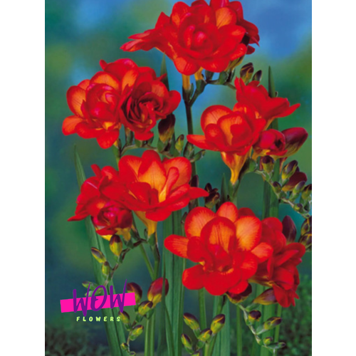 ������ ������ �������� ������, WOW FLOWERS, ������ �������� ������� (5 ����) ������� ����