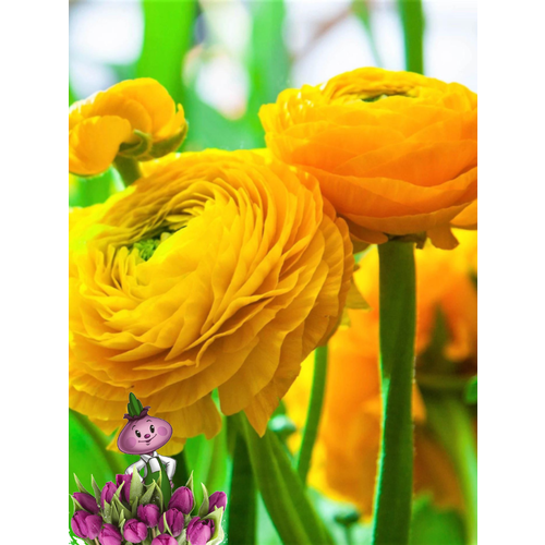 ������ ������ �������� ������, �hipollino flowers, ���������� YELLOW (10 �������) ����