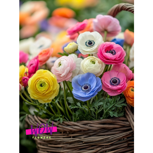 ������ ������ �������� ������ , WOW FLOWERS , �������-����������� ����(10 ��) ����