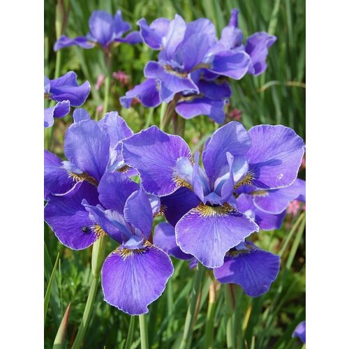 ������ ������ ������ ���� ��������� (Iris sibirica), 15 ���� ����