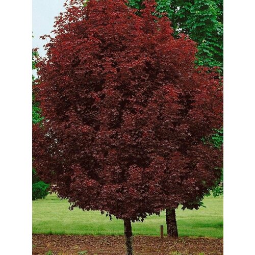 ������ ������ ������ ��� ������������ Crimson King (Acer platanoides), 10 ���� ����