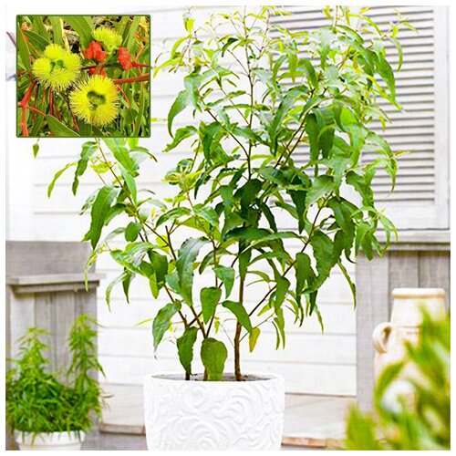 ������ ������ �������� �������� ��������� �����, ������, 10 �� ����