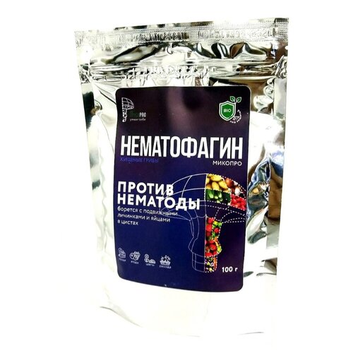 ������ ������ �����������-�������, ������ �������� 100 �� ����