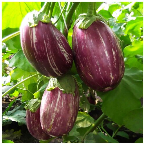 ������ ������ �������� �������� ������, ������, 15 �� ����