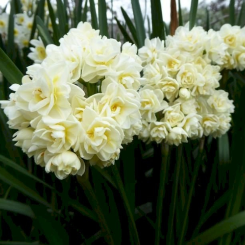 ������ ������ �������� ������, botanica garden, ������� �������, ( 3 ����� ) ����