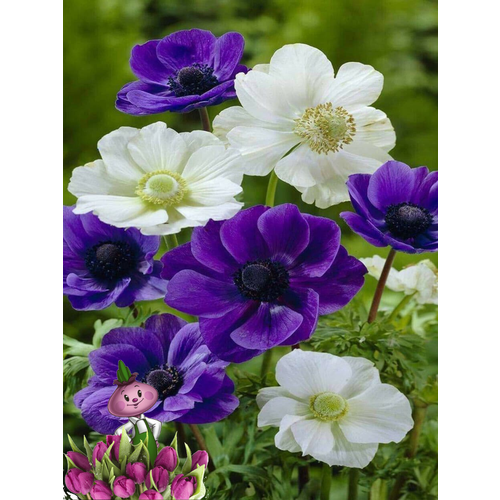 ������ ������ �������� ������, chipollino Flowers, ������� SKY MIX (10 �������) ����