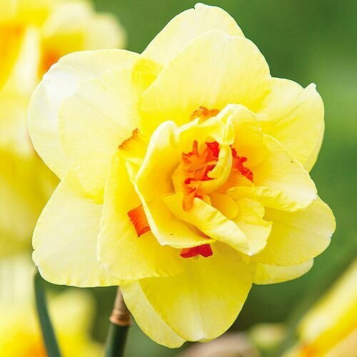 ������ ������ ������� �������� ���� ���� (5 ����) / ���������� ����� ����