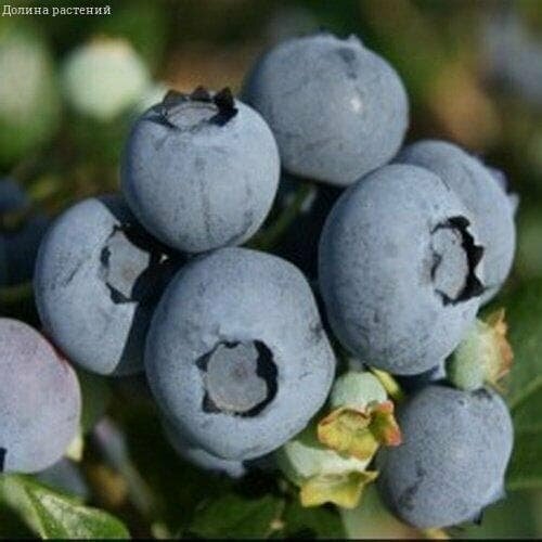 ������ ������ �������� ���� (������������) 2-� �����, � ������ 30-40 �� ����