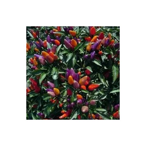 ������ ������ ������ ������ ����� ������� ����, 5 ����� + ������� ����