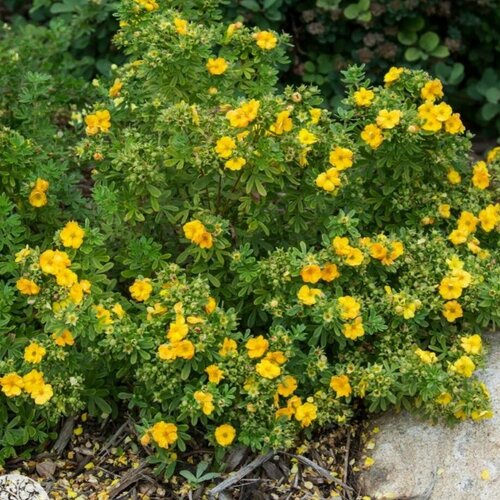 ������ ������ �������� �������� (Szkolka roslin A.M (������)), 1 ������� � ������ 15-20 �� ����