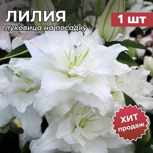 ������ ������ �����, �������� ����� 