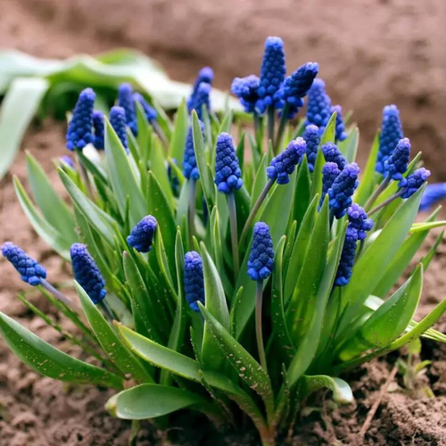 ������ ������ ������� ARMENIACUM (10 �������) ����