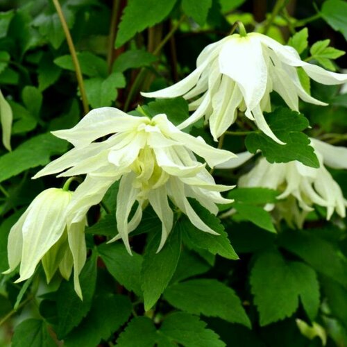 ������ ������ ������ �������� ������������ (������) ����� ���� 0,05 � (1 ��������) ����