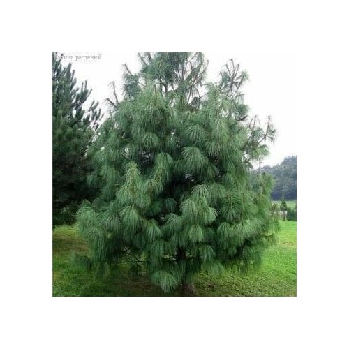 ������ ������ ����� ����������� ������� (Belgium Plants Van. (�������)), 1 ������� � ������ 15-20 �� ����