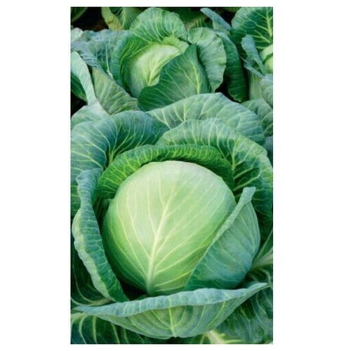 ������ ������ ������ ������� ������������ ����������� (��) 0,3�� �/� ����