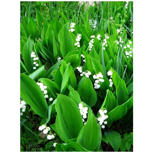������ ������ ������ ������ ������� (Convallaria majalis), 10 ���� ����